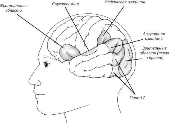 Рис 25 Мозг человека умеющего читать словесно слоговое письмо Хотя все - фото 6