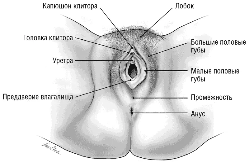 Илл 1 Вульва 1 Здесь и далее иллюстрации Лизы А Кларк магистра - фото 1