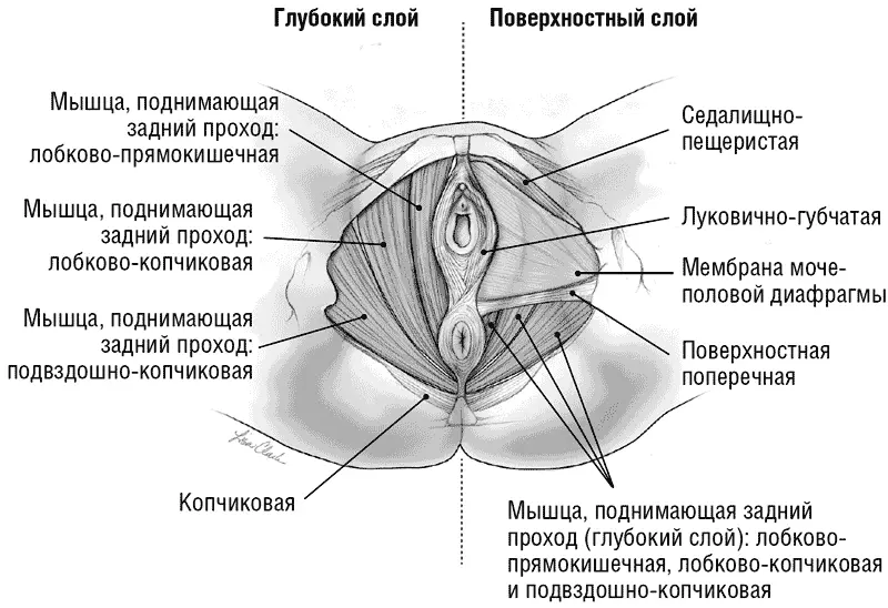 Илл 3 Мышцы тазового дна Илл 4 Женское тазовое дно сагиттальный вид - фото 4