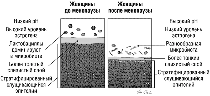 Илл 9 Слизистая влагалища У некоторых женщин влагалище может уменьшиться - фото 11
