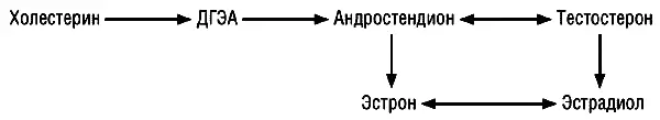 Илл 10 Производство тестостерона и эстрадиола из холестерина Этот процесс - фото 13