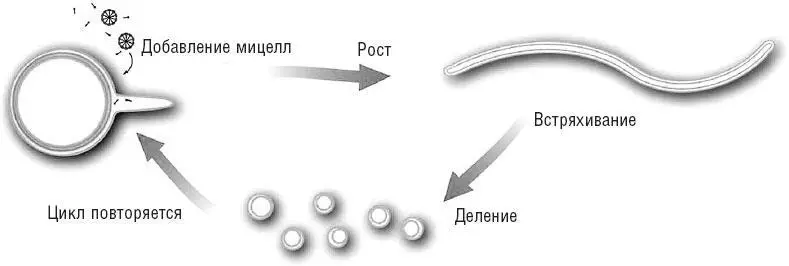 Схематичная диаграмма цикла роста и деления везикулы Изначальная сферическая - фото 5