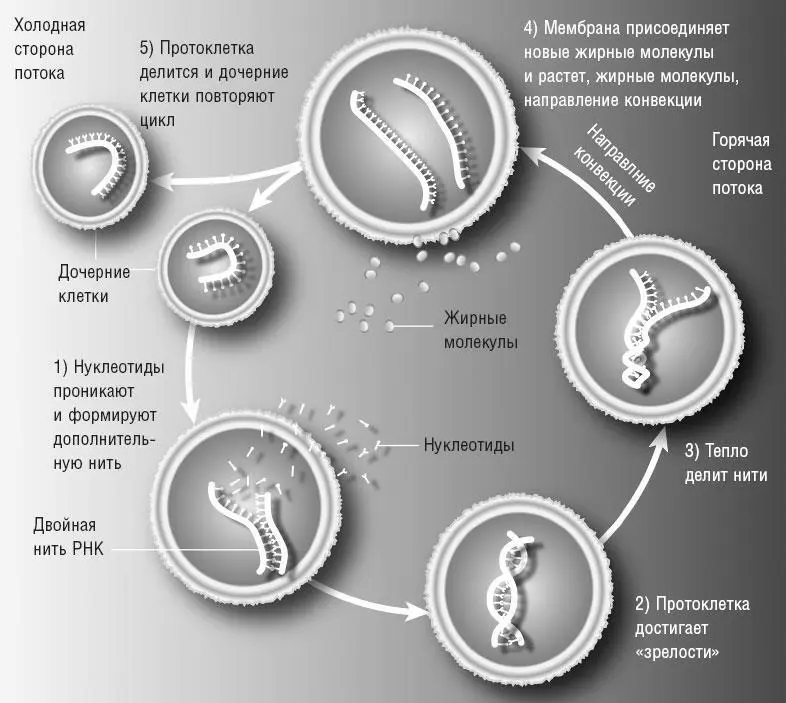 Гипотетическая клетка реагирующая на среду Большая часть роста и копирования - фото 6