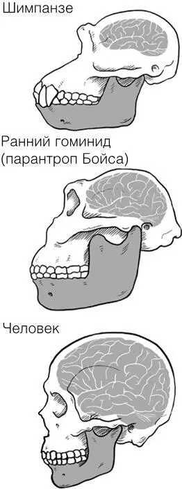 Рис 5 Сравнение размеров мозга и челюстей у приматов и человека Мы знаем что - фото 10