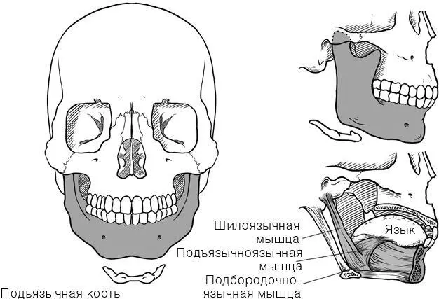 Рис 7 Кость нижней челюсти Как нижняя челюсть может вызвать ночное апноэ и - фото 12