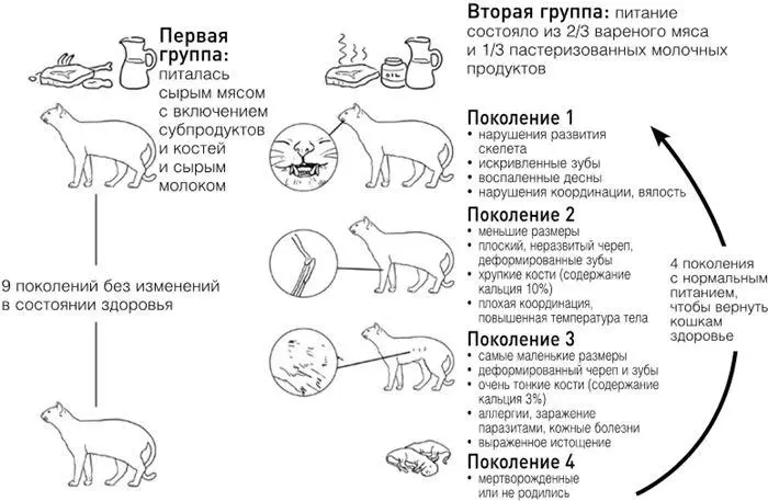 Рис 18 Кошки Поттенгера Десятилетнее исследование эпигенетического влияния - фото 27
