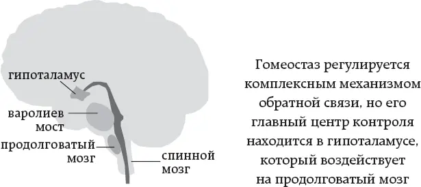 Пять частей праны С точки зрения йоги обсуждение аспектов работы нервной - фото 3