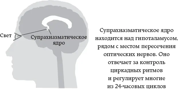 Автономная нервная система симпатическая парасимпатическая Блуждающий нерв - фото 4