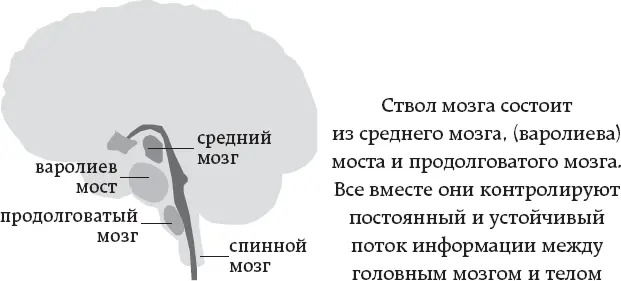 Итак каково отношение между стволом мозга и остальными частями головного - фото 5