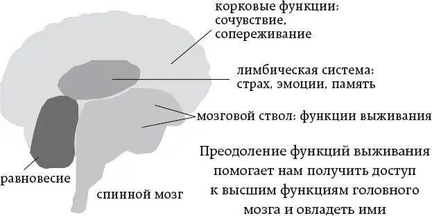 Практики крийяйоги Итак какие практики истончают клеши так что помехи на - фото 7