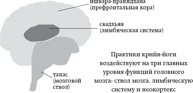 Соотношения в структуре крийяйоги Упражнения для нервной системы Стивен - фото 8