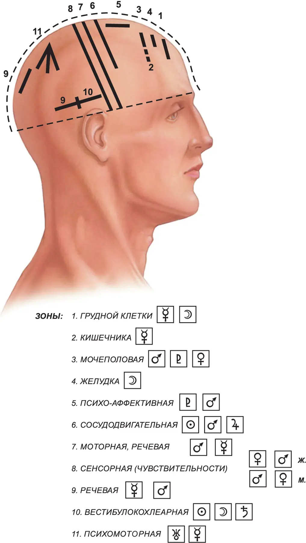 Экстерорецептивные зоны кожных покровов головы 1 Экстерорецептивные зоны - фото 33
