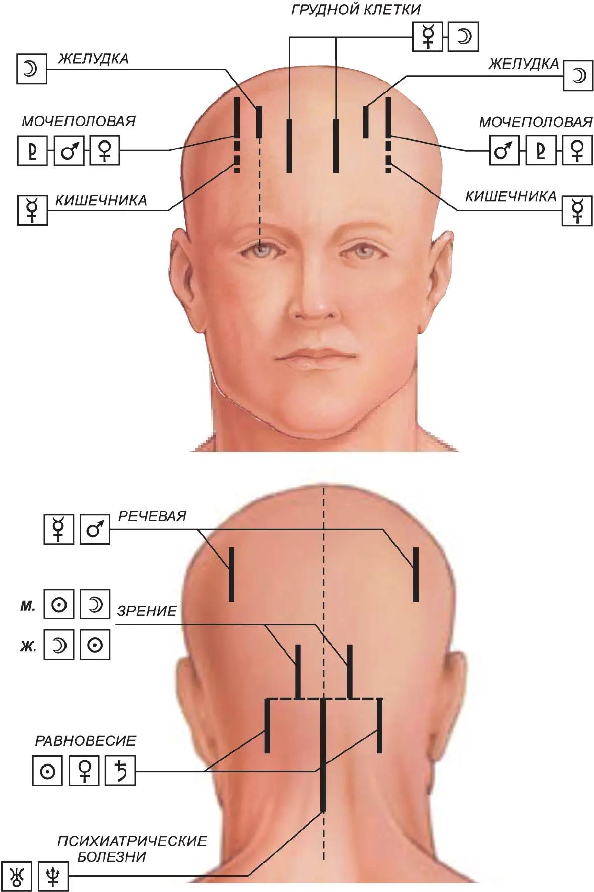 Экстерорецептивные зоны кожных покровов головы 2 Экстерорецептивные зоны языка - фото 34