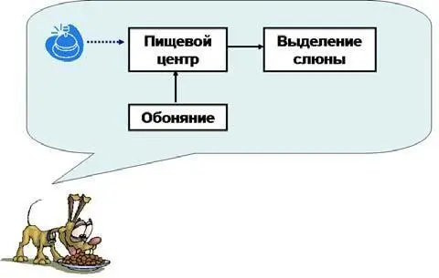 Рис 71Старая модель пищевого поведения у собаки до эксперимента ИП - фото 13