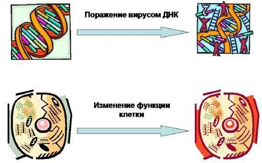 Рис 75Внедрение вируса в ДНК НБИ изменяет функцию поведение клетки то - фото 17