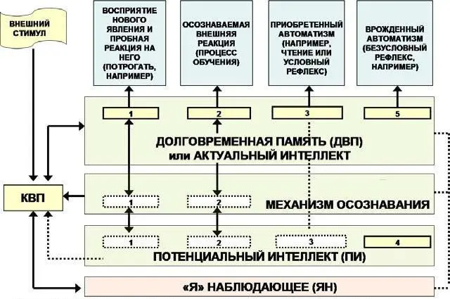 Рис 111Модель интеллектуальной познавательной деятельности мозга человека - фото 27