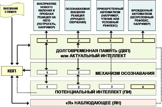 Рис 111Модель интеллектуальной познавательной деятельности мозга человека - фото 44
