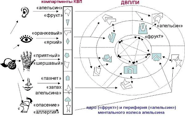 Рис 1510Ментальное колесо объекта апельсин которое состоит из ядра общие - фото 61