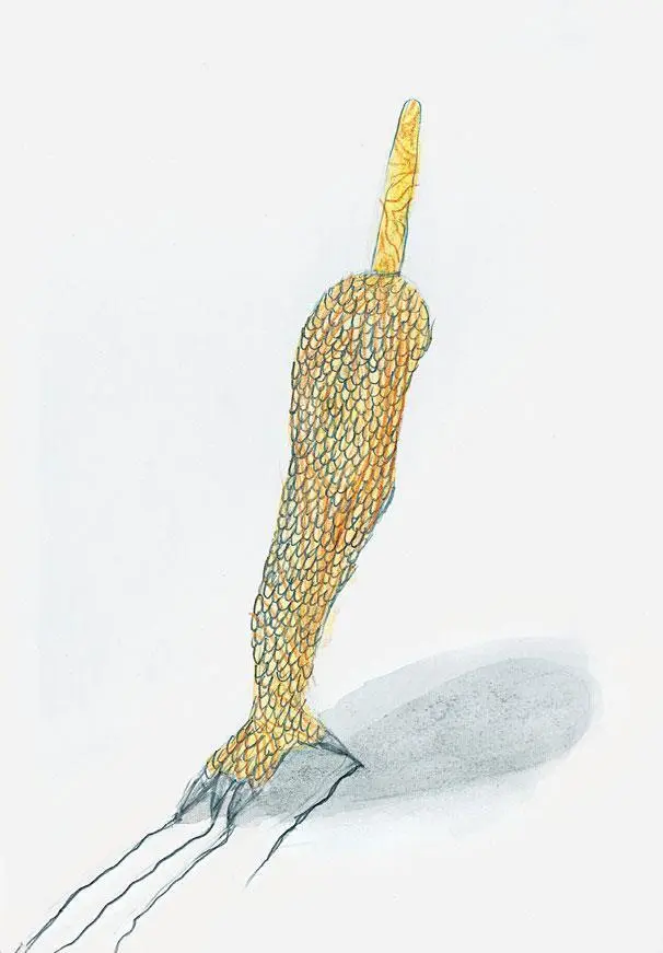 Малопомалу работа подходила к концу огромная лапа чудовища приобретала - фото 73