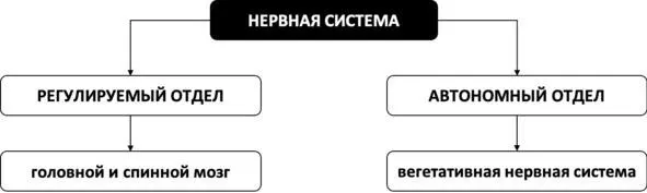 Рис 20 Отделы нервной системы Вегетативная нервная система Автономный - фото 27
