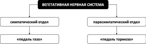 Рис 21 Отделы вегетативной нервной системы Инстинкт самосохранения В - фото 28