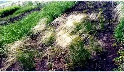 Рис 54 Ковыль на поле Куликовской битвы В одном издании трудно осветить - фото 75