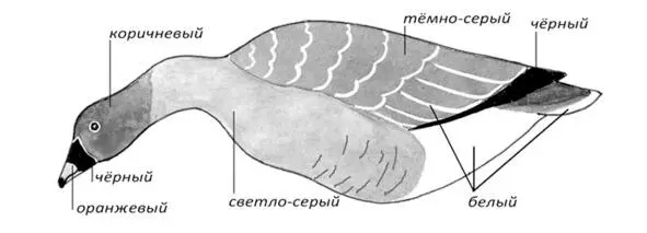 Раскраска профиля гуменника Однако если есть возможность лучше - фото 104
