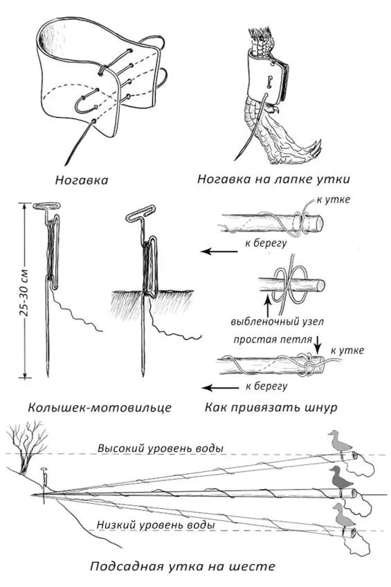 Полоской кожи ширина её немного меньше длины плюсны утки от пятки до 4го - фото 114