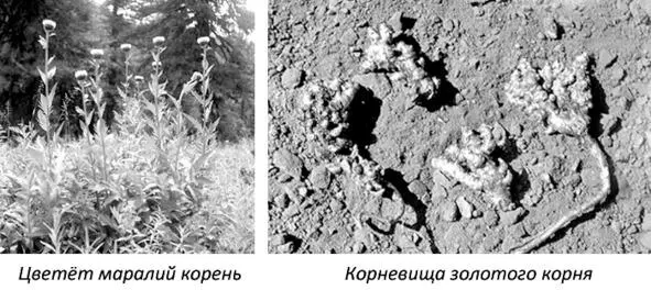 И тот и другой в массе растут в верхнем поясе гор первый ближе к воде к - фото 83