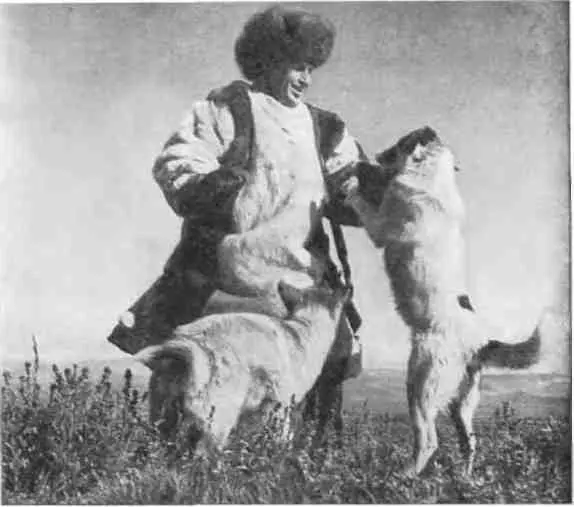 Жизнь любого хозяйства побережной Чукотки олени и море В колхозе имени - фото 20
