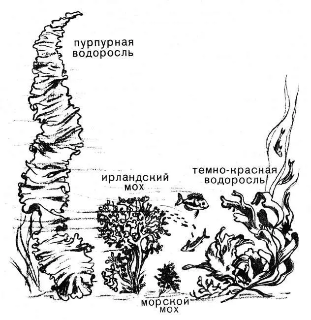 Красные водоросли Не будучи легче всего усваиваемым и высококалорийным - фото 5