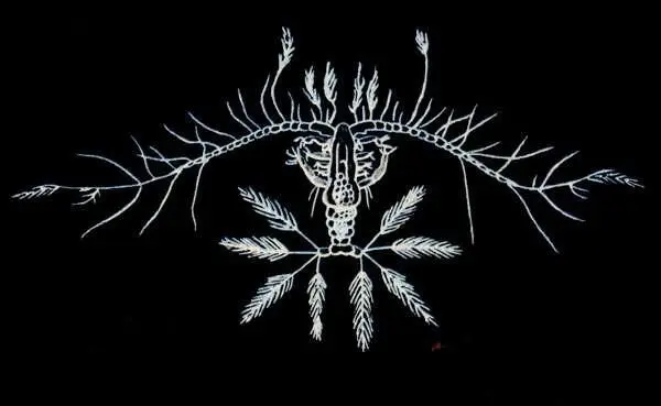 Копепода Calacalanus pavo Ее усики снабжены перьевидными щетинками что - фото 8