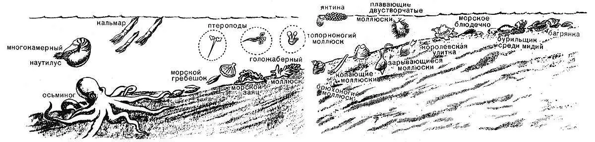 Различные виды моллюсков Другие двустворчатые более активны чем мидии или - фото 21