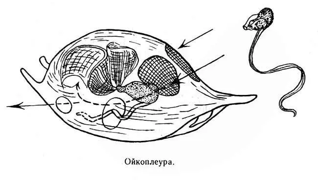 Ойкоплеура Но какое отношение имеет Ойка к акулам и иным позвоночным Дело в - фото 23