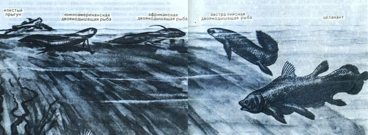 Древние рыбы Хотя к тому времени когда Смит своими глазами увидел это - фото 44