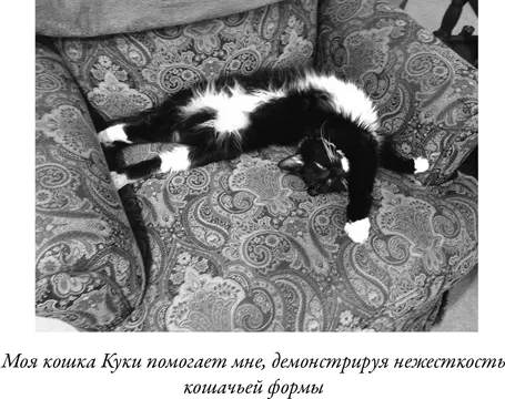 Аналогично Гийю представил себе что кошка могла бы при помощи своих передних и - фото 23