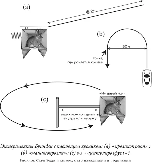 Иными словами кролик ориентируется на основании не того каким было - фото 43
