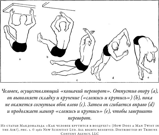 Макдональд не единственный кто связал падающих кошек и акробатический спорт В - фото 64