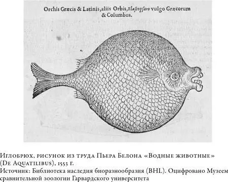 В тот же год была опубликована еще одна книга о рыбах и по сей день одна из - фото 8