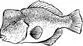 О чём молчат рыбы Путеводитель по жизни морских обитателей litres - изображение 11