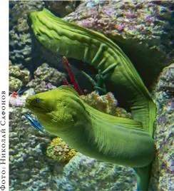 Угревидное тело гигантских мурен Gymnothorax javanicus прекрасно - фото 136