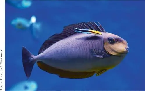 Губанчистильщиĸ Labroides dimidiatus и носорог Вламинга Naso vlamingi - фото 137