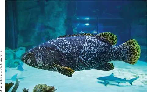 Гигантский групер Epinephelus lanceolatus один из крупнейших хищников - фото 139