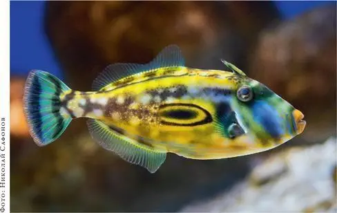 Единорогиподковы Meuschenia hippocrepis ближайшие родственники - фото 141