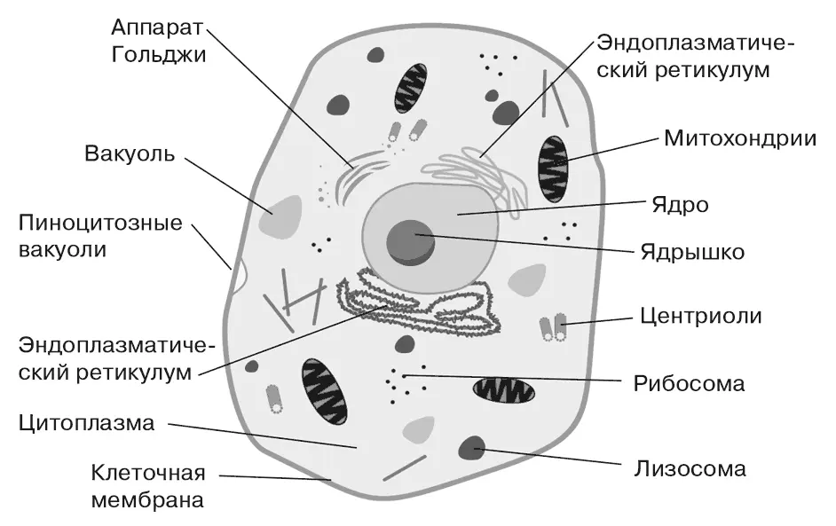 Схема строения животной клетки У любой клетки растительной или животной - фото 1