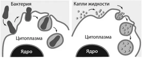 Фаго и пиноцитоз Экзоцитоз это процесс выведения ненужных веществ за пределы - фото 2