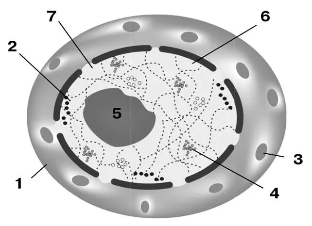 Строение клеточного ядра 1 наружная ядерная мембрана 2 внутренняя ядерная - фото 5