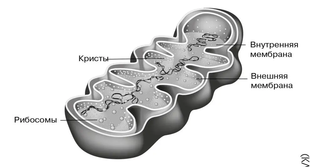 Строение митохондрии В митохондриях подвергаются окислению органические - фото 7