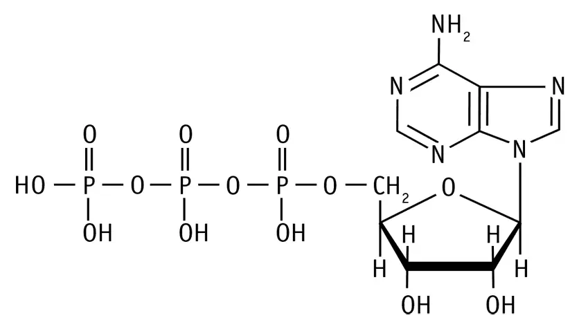 Структурная формула молекулы АТФ Энергия высвобождается при гидролизе 8 - фото 8