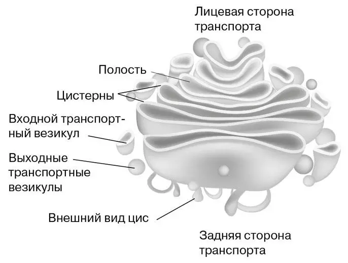 Аппарат Гольджи Также в аппарате Гольджи образуются лизосомы мембранные - фото 13